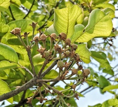 Madhuca longifolia
