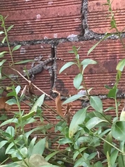 Tarentola mauritanica