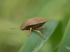 Eurygaster austriaca