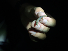 Xantusia vigilis