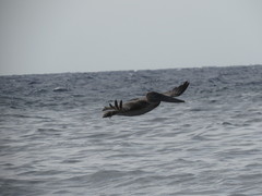 Pelecanus occidentalis