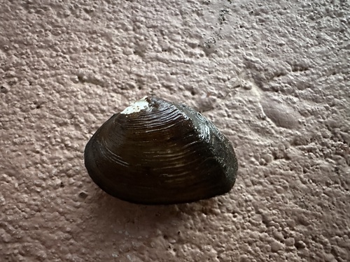 Nephronaias tempisquensis
