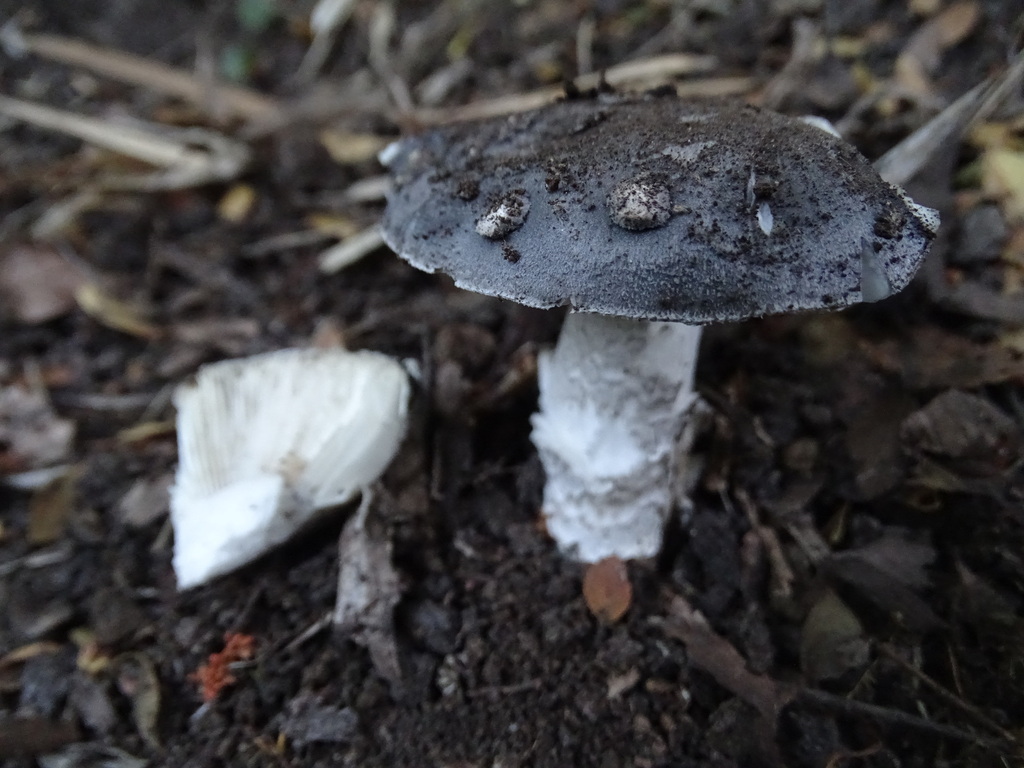 Amanita galactica from Cautín, Araucanía, Chile on February 21, 2024 at ...