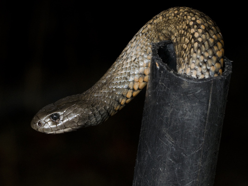 Blue-bellied Black Snake sighting