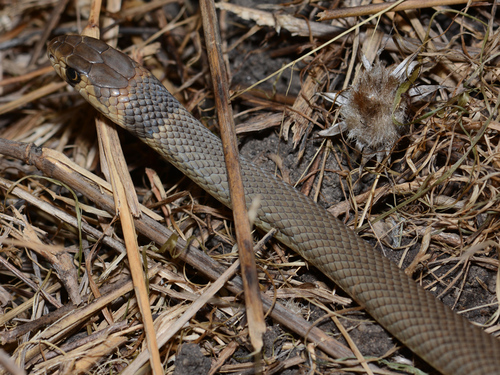 Eastern Brown Snake sighting