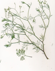 Spermolepis inermis