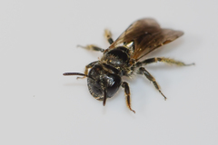 Panurginus polytrichus