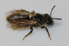 Panurginus polytrichus