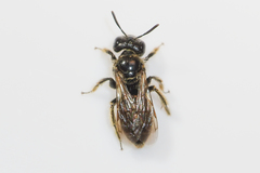 Panurginus polytrichus