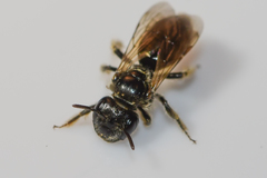 Panurginus polytrichus