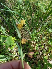 Fritillaria micrantha