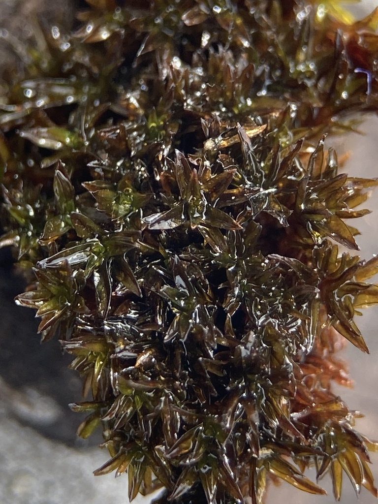 Syntrichia phaea