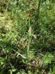 Fritillaria micrantha