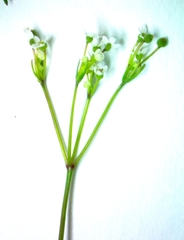 Spermolepis inermis