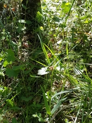 Fritillaria micrantha