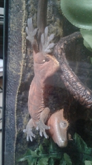Correlophus ciliatus