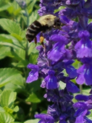 Bombus impatiens image
