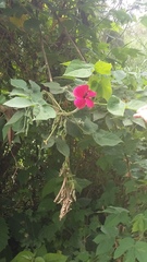 Hibiscus uncinellus
