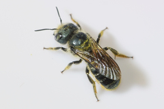 Osmia georgica