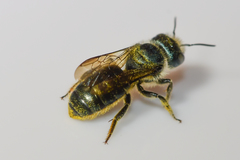 Osmia georgica