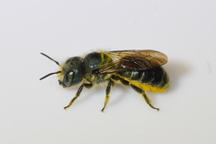 Osmia georgica
