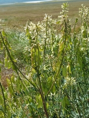 Astragalus oxyphysus
