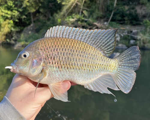 Roodborsttilapia (Coptodon rendalli) — Cichlidae