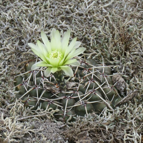 Gymnocalycium schroederianum