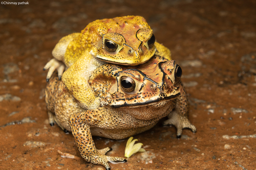 Asian Common Toad (Duttaphrynus melanostictus)