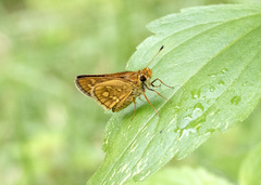 Taractrocera ardonia