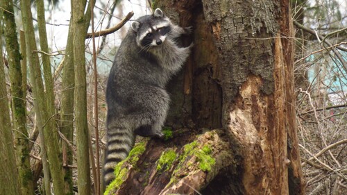 Common Raccoon photographed in Washington