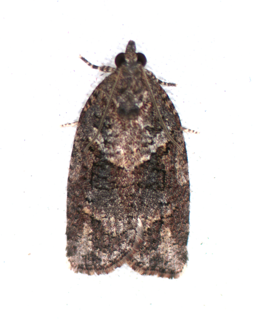 Archipini from Gordon VIC 3345, Australia on March 03, 2024 at 06:00 AM ...