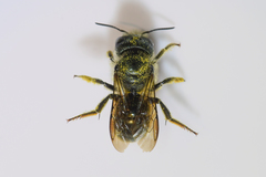 Osmia georgica