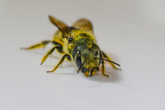 Osmia georgica