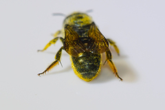 Osmia georgica