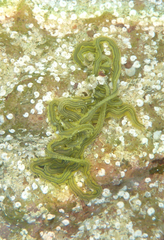 Image of Eulalia myriacyclum