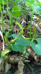 Aristolochia pallida