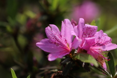 Rhododendron kanehirai