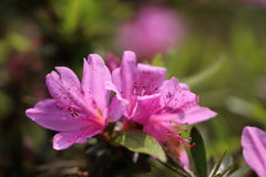 Rhododendron kanehirai