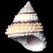 Beaded Periwinkle - Photo (c) L.J. Lamera, some rights reserved (CC BY), uploaded by L.J. Lamera