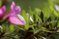 Rhododendron kanehirai