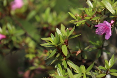 Rhododendron kanehirai