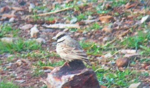 Ashy-crowned Sparrow-Lark