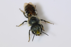 Osmia georgica