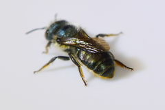 Osmia georgica