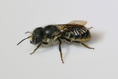 Osmia georgica