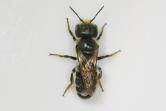 Osmia georgica