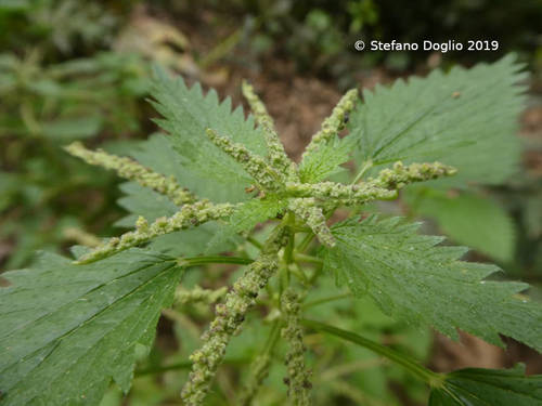Mediterranean Nettle