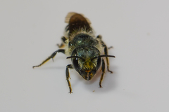 Osmia georgica