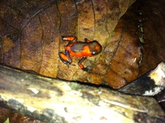 Oophaga histrionica